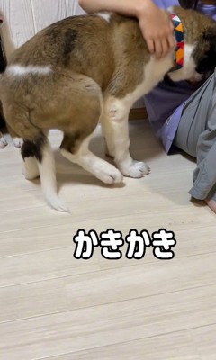 首をかくのが下手なむちゃ君8