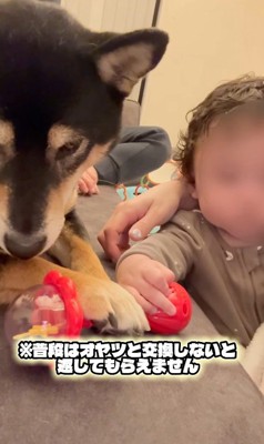 おもちゃを奪った麦ちゃん5