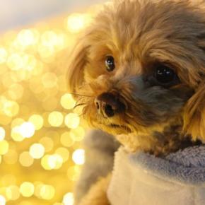 年末年始に犬と過ごすときに気をつけるべきこと5つ 考えられるトラブルとは?