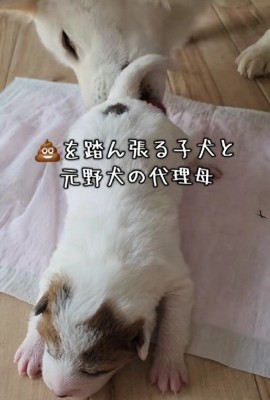 ふうちゃんは子供好き