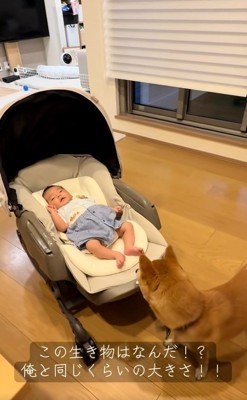 赤ちゃんに戸惑うまるくん