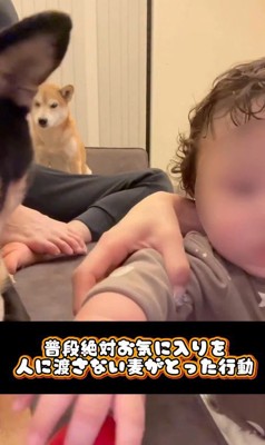 おもちゃを奪った麦ちゃん2