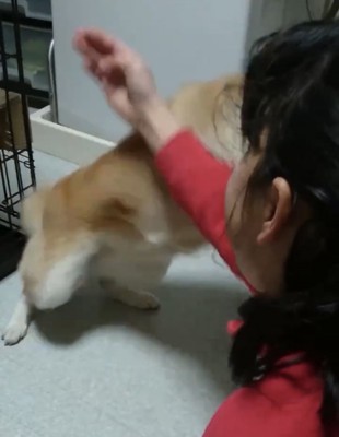 立ち上がってその場を離れる犬