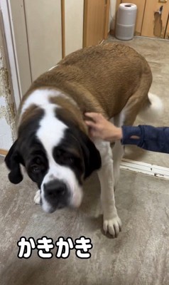 首をかくのが下手なむちゃ君9