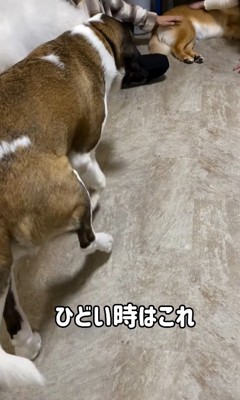 首をかくのが下手なむちゃ君4