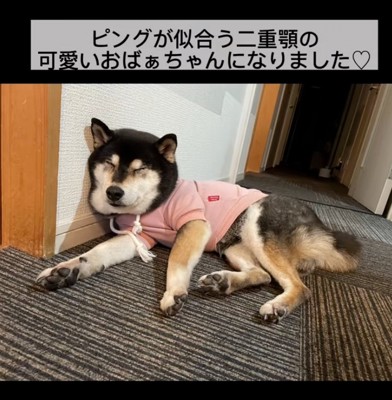 寝そべる鶴ちゃん