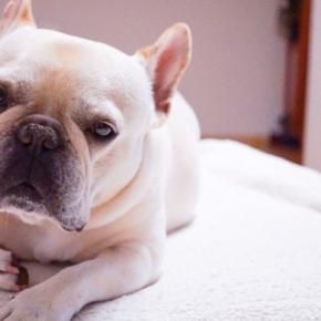 『お金がたくさん必要な犬種』5選 どのようなことに費用がかかるの?犬を飼う前に知っておくべきことまで