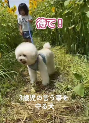 「待て」というと…