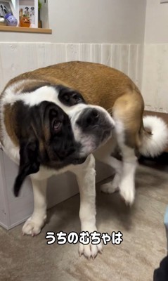 首をかくのが下手なむちゃ君