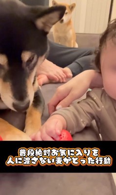 おもちゃを奪った麦ちゃん3