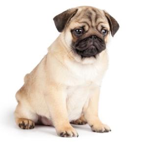 犬が飼い主から『嫌われた』と勘違いするタブー行為5選 愛犬を深く傷つける行動や不安にさせない方法まで