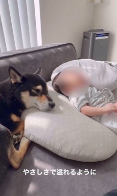 麦ちゃんと茶々ちゃんと赤ちゃん2