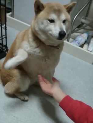 手を避ける犬