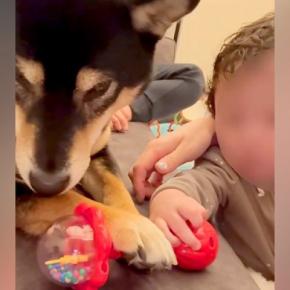 奪ったものは絶対に返さない犬→赤ちゃんが交渉すると…?愛に溢れた『ママとの対応の差』に反響「ちゃんとわかってる」「感動した」