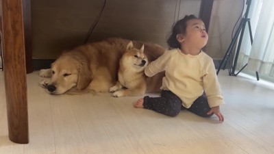 「うにくんかわいいよ」