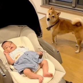 3ヵ月ぶりに『赤ちゃんを連れて家に帰った』結果→犬が戸惑って…心温まる『家族になっていく光景』が29万再生「仲良し兄弟」「癒された」