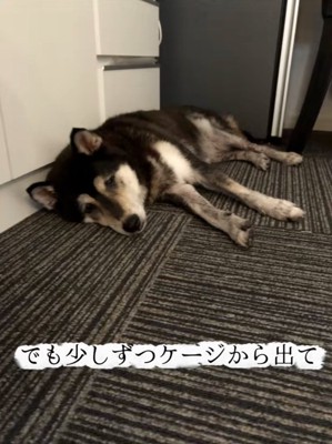 横になる鶴ちゃん