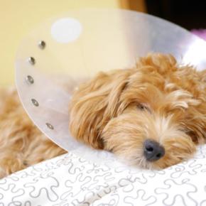 犬を『運動させてはいけない』タイミング5選 日常生活で気をつけるべきことや体に与える悪影響まで