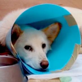 骨が浮き出た『ガリガリ犬』を保護→大切に育てた結果…違う犬かと思うほどの『劇的なビフォーアフター』に絶賛「幸せそうで泣いた」「たまらん」