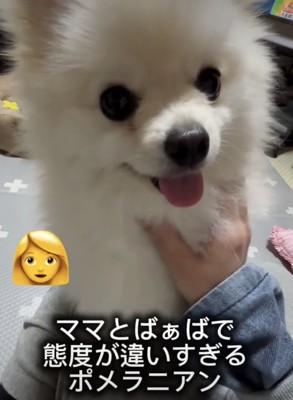 ポメラニアンスマイル!!