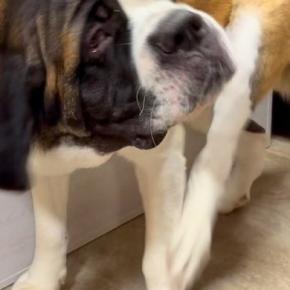 足で首をかくのが下手な超大型犬→面倒くさがった結果…思わず笑ってしまう『まさかの光景』に爆笑「世界一可愛い怠け者」「笑っちゃったw」