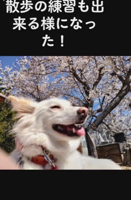 今はお散歩練習中だよ