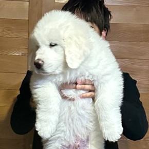 生後2ヶ月の赤ちゃん犬→すくすく育ち、8ヶ月後…『衝撃的なサイズ』に成長した光景に3万いいね「スピード違反レベルw」「やる気ない顔好き」