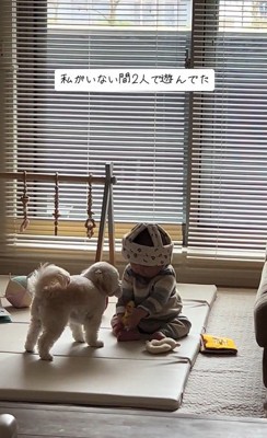 おもちゃで遊ぶワンコと赤ちゃん5