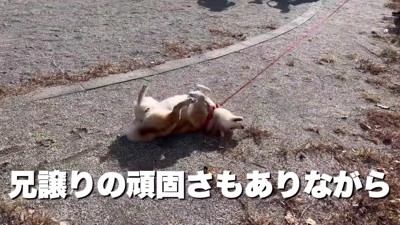 頑固なところもあるけれど…