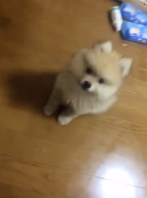 お利口さん!