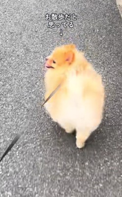「楽しいね！」
