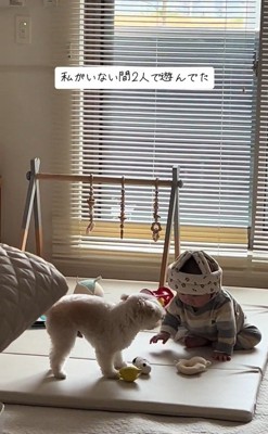 おもちゃで遊ぶワンコと赤ちゃん9
