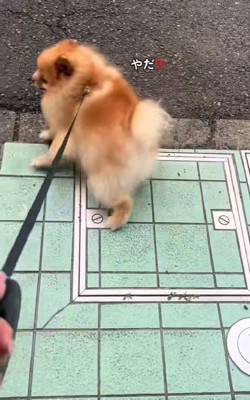 「ここは行かない～！！」