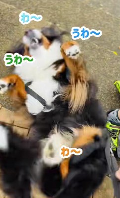 あざちゃんは大喜び♡