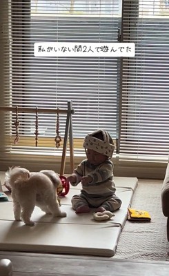 おもちゃで遊ぶワンコと赤ちゃん4