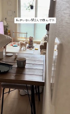 おもちゃで遊ぶワンコと赤ちゃん