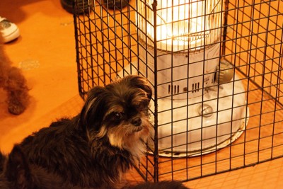 ストーブの前に犬