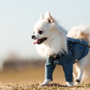 冬に犬を散歩させるときに必要な『防寒対策』4つ 愛犬が寒いと感じているときにみせる行動まで解説