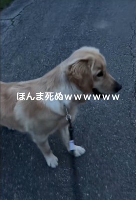 お散歩中のベイリーちゃんとパパ