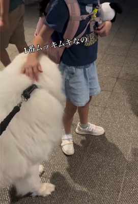白い犬を撫でる女の子