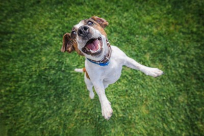 立ち上がる犬