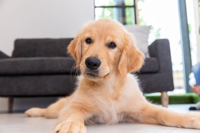 伏せる子犬