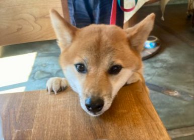 ちょうだい