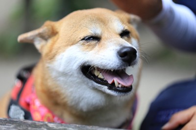 嬉しそうな表情の犬