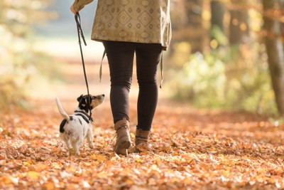 散歩をする犬と飼い主さんの後ろ姿