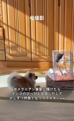 「キャンッ」