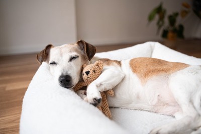 ぬいぐるみを抱きしめて眠る犬