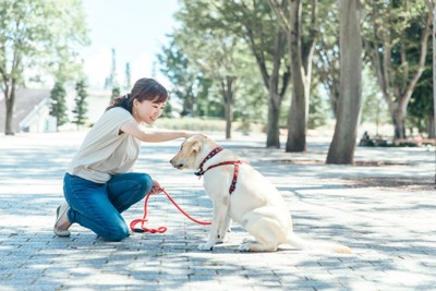 褒められる犬