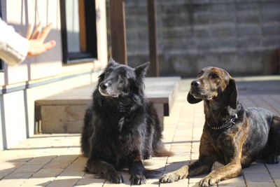 伏せをする二匹の犬