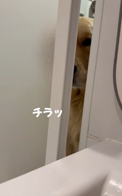 チラ見するドドくん